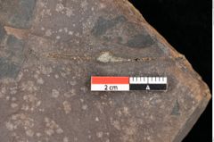 Foto (Detailsansicht) von Quercus palaeoilex Ettingshausen (NHMW-GEO-2024-0188-0783)